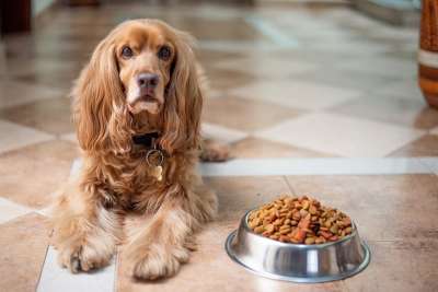 英语可卡犬 狗 小狗 狗粮 谱系 碗 宠物 年轻的狗 动物