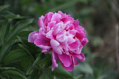 花 自然 粉色牡丹 绿色小花