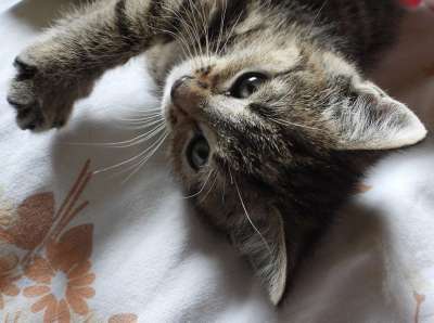 小猫 猫咪 达乔维茨 宠物 动物 毛皮 雄猫 看 漂亮 甜的