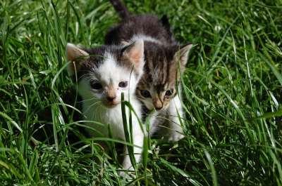 可爱的 动物 草 小的 猫 年轻 家畜 小猫 婴儿 毛茸茸的