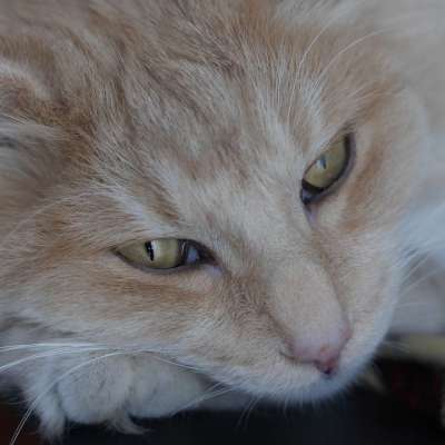 挪威森林猫 神奇的老虎蜜蜂 猫眼 家畜 猫
