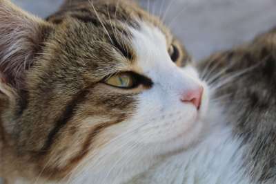 猫 动物 肖像 小猫 夜晚 爱 可爱 老虎 眼睛 外貌 毛皮