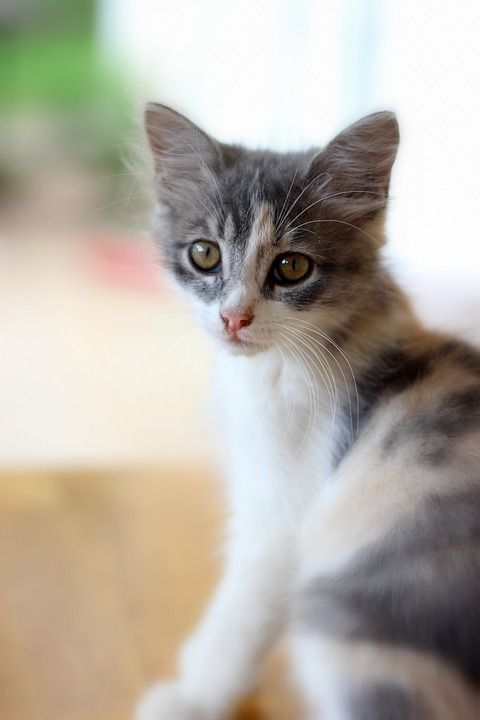 家猫 猫 宠物 宠物猫 国内的猫 动物 猫科动物 猫的眼睛