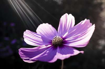 花 自然 粉红色的花 春天 植物 Cosmea 光束 宇宙 逆光