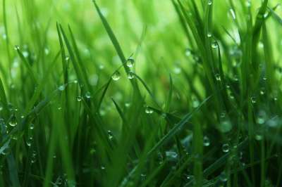 草 露 植物 笋 绿色 水滴 特写 夏天