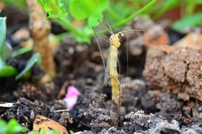Cranefly Nephtotoma 蛹 孵化 出现 昆虫 飞