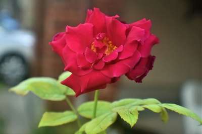 玫瑰 红玫瑰 花 玫瑰绽放 花瓣 玫瑰花瓣 红花 植物 盛开