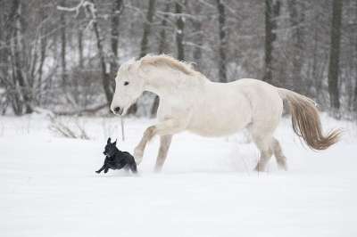 马 狗 雪 冬天 利比扎纳 母马 白马 宠物 动物 哺乳动物