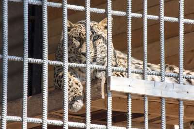 细胞 老虎 捕食者