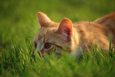 猫 小猫 红虎斑 红猫 猫宝宝 年轻的猫 家猫 鲭鱼 大花猫