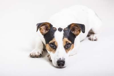 杰克罗素 狗 动物 梗犬 可爱的 宠物