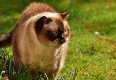 英国短毛猫 猫 可爱的 肖像 英国 短发 野生动物 纯种 家猫