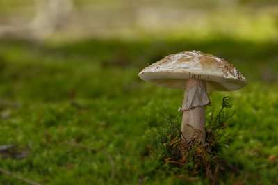 蘑菇 盘状真菌 苔藓 森林 落下 自然