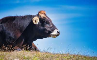 奶牛 牛肉 牛 动物图片 动物摄影 自然 动物 野生动物 草地