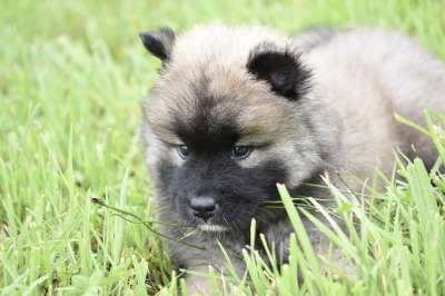 小狗 年轻的狗 狗Eurasier 小泰迪熊 肖像小狗 可爱