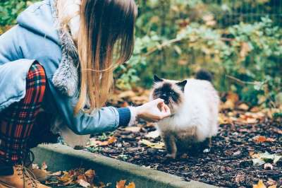 动物 人们 秋天 背景 浅褐色的 Birman 品种 棕色 猫