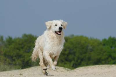 金毛猎犬 玩 狗 毛皮 阳光明媚 海滩