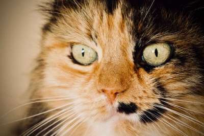 猫咪 猫眼 黄眼睛 动物医院 毛皮 动物 看看 肖像 感情