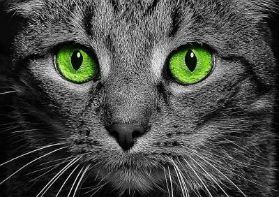猫 绿色的眼睛 猫眼 脸 关闭