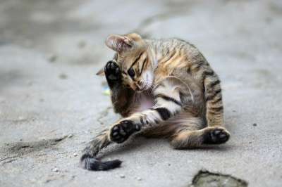 那只猫 猫似的 小的 动画 可爱的