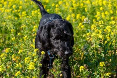 小狗 狗 家畜 Labradoodle 巨型雪纳瑞 雪纳瑞犬