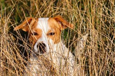 狗 草 宠物 国内的 犬类 隐 草地 动物 哺乳动物 可爱的