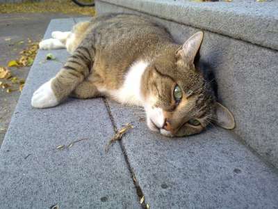 猫 宠物 动物 躺着 休息 眼睛 蓬松的 棕色 朋友 凝视