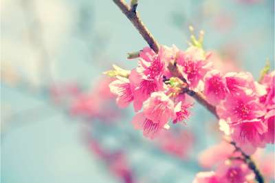 樱花 花 日本樱桃 自然 春天 开花 粉色的 盛开 树
