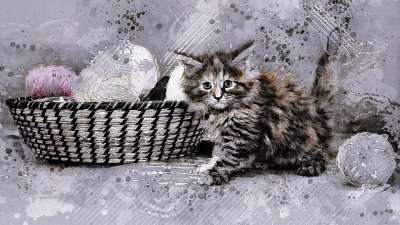 猫 年轻的猫 小猫 垃圾摇滚 优质的 猫毛线球 俏皮的 国内的猫