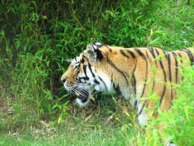 老虎 草 步行 猫 荒野 野生动物 捕食者 食肉动物 动物园