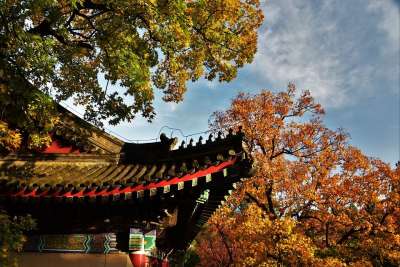 秋天 古建筑 屋顶 红叶 古建筑 古建筑 古建筑 古建筑 古建筑