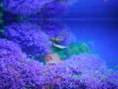 狮子鱼 水族馆 鱼