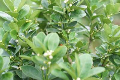开花 石灰工厂 植物苗圃零售托儿所 马来西亚