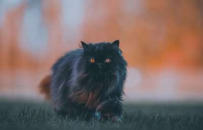 波斯语 猫 猫科动物 蓬松的 毛茸茸的 毛皮 黑猫 脾气暴躁的