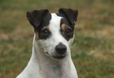 杰克罗素 狗 可爱 梗犬 动物 犬类 枪口 打猎