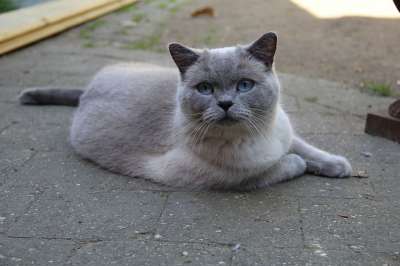 英国短毛猫 猫 宠物