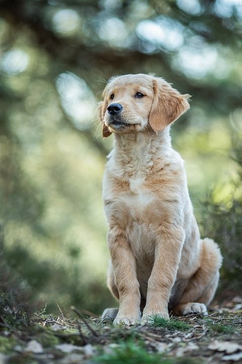 狗 小狗 猎犬 金毛猎犬 国内动物 可爱的 动物 景观 忠于