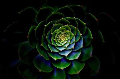自然 桌面 植物群 颜色 图案 叶子 花园 花 特写 抽象