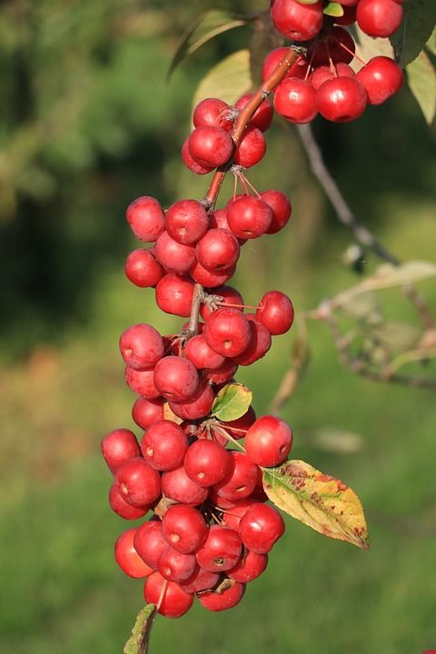 观赏苹果 苹果 水果 海棠Evereste 花卉栽培 秋季 装饰苹果