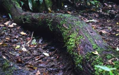高清壁纸 树 树干 苔藓 植物 自然 森林 绿色 树木 木材