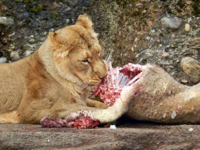 狮子 一顿饭 大猫 动物园 动物 自然 狩猎猎物 野生动物