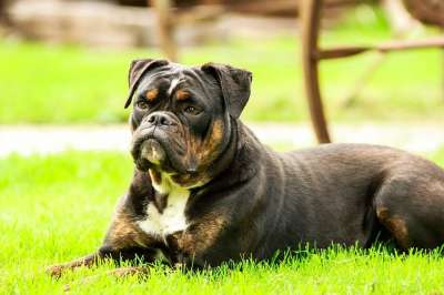 狗 斗牛犬 动物 宠物 甜的 可爱 是 花园 绿色