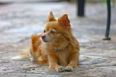 狗 宠物 动物 家犬 犬类 哺乳动物 可爱的 毛茸茸的 特写