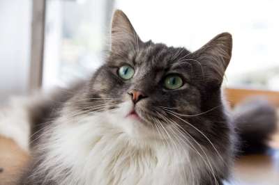 猫 灰色的 浓密的 宠物 动物