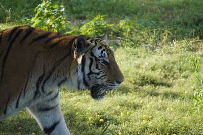 老虎 猫科动物 捕食者 荒野 自然 苹果浏览器 动物