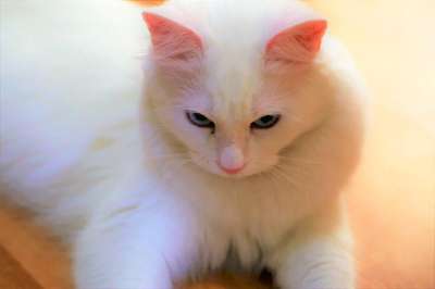 猫 动物 白色的 美丽 哺乳动物 宠物 眼睛 可爱