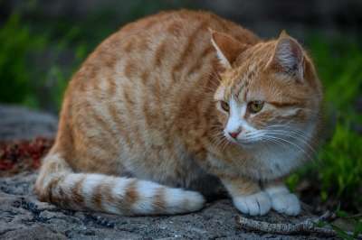 猫 迷路 虎斑猫 可爱的 动物 自然 肖像 看着 坐着