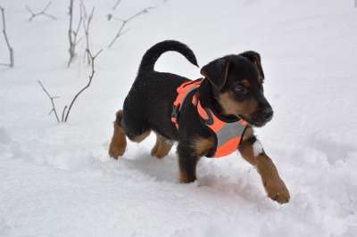 狗 动物 雪 可爱的 冬天 德国猎犬 梗犬 小狗 猎犬
