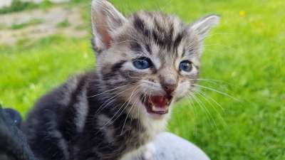 小猫 怒吼 狮子 猫 花园
