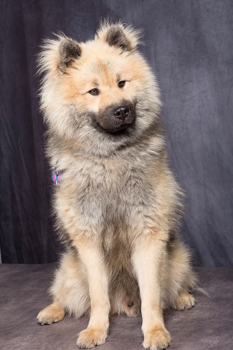 狗 狗Eurasier 狗坐 漂亮的姿势 狗优雅 Eurasier